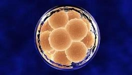 北京华博医院做试管多少钱(常染色体隐性遗传可以做试管吗)